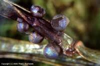 Attēlu rezultāti vaicājumam “Lamproderma nigrescens”