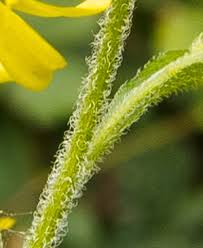 Attēlu rezultāti vaicājumam “Solidago virgaurea bud”
