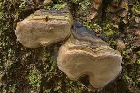 Attēlu rezultāti vaicājumam “Junghuhnia pseudozilingiana”