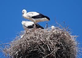 Attēlu rezultāti vaicājumam “Ciconia ciconia nest”