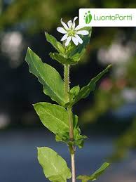 Attēlu rezultāti vaicājumam “Myosoton aquaticum flower”