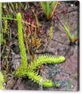 Attēlu rezultāti vaicājumam “Lycopodiella inundata”