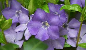 Attēlu rezultāti vaicājumam “Vinca minor flower”