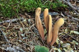 Attēlu rezultāti vaicājumam “Clavariadelphus ligula”