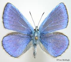 Attēlu rezultāti vaicājumam “Polyommatus icarus male”