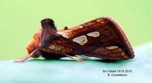 Attēlu rezultāti vaicājumam “Plusia festucae”