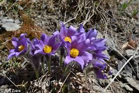 Attēlu rezultāti vaicājumam “Pulsatilla patens”