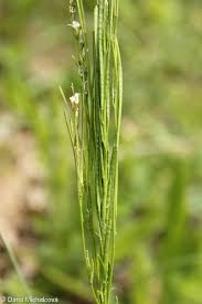 Attēlu rezultāti vaicājumam “Arabis hirsuta”