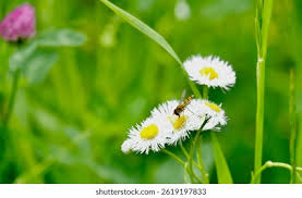 Attēlu rezultāti vaicājumam “Erigeron annuus flower”