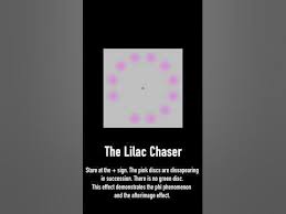 Image result for Lilac Chaser
