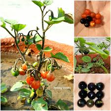 Attēlu rezultāti vaicājumam “Solanum nigrum”