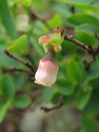 Attēlu rezultāti vaicājumam “Vaccinium uliginosum bud”