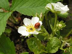 Attēlu rezultāti vaicājumam “Fragaria moschata flower”