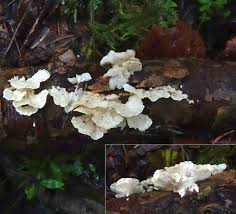 Attēlu rezultāti vaicājumam “Antrodiella faginea”