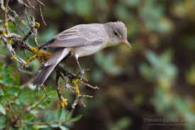 Image result for Hippolais olivetorum