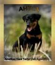 American Hunt Terrier Club Assoication Black and Tan Hunt Terrier
