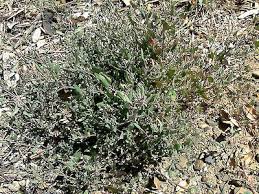 Attēlu rezultāti vaicājumam “Atriplex patula leaf”
