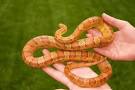 Pet snakes | Tails Of The City | an SFGate.com blog
