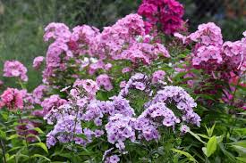 Attēlu rezultāti vaicājumam “Phlox paniculata”