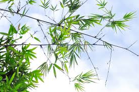 Attēlu rezultāti vaicājumam “Phalaroides arundinacea leaf”