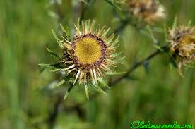 Attēlu rezultāti vaicājumam “Carlina biebersteinii bud”