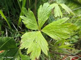 Attēlu rezultāti vaicājumam “Anemone sylvestris leaf”