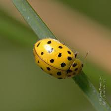 Attēlu rezultāti vaicājumam “Psyllobora vigintiduopunctata”