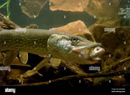 Image result for Esox lucius