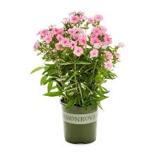 Image result for Phlox paniculata `Sweet Summer`