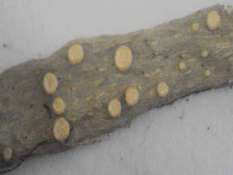 Attēlu rezultāti vaicājumam “Ramalina calicaris”