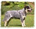 Queensland Heeler Information and Pictures, Queensland Heeler