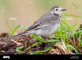 Attēlu rezultāti vaicājumam “Motacilla alba adult”