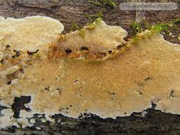 Attēlu rezultāti vaicājumam “Junghuhnia nitida”