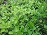 My 8 beds of <b>pachysandra</b>