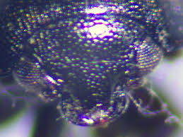 Attēlu rezultāti vaicājumam “Meligethes sp.”