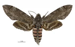 Attēlu rezultāti vaicājumam “Sphingidae”