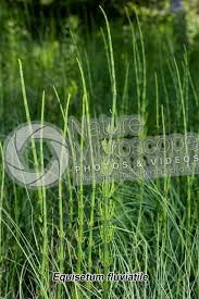 Attēlu rezultāti vaicājumam “Equisetum fluviatile”