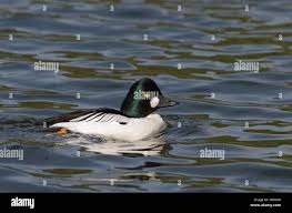 Attēlu rezultāti vaicājumam “Bucephala clangula male”