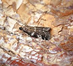 Attēlu rezultāti vaicājumam “Chortodes fluxa”