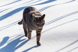 Attēlu rezultāti vaicājumam “Felis silvestris catus adult”