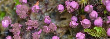 Attēlu rezultāti vaicājumam “Arcyria incarnata young”