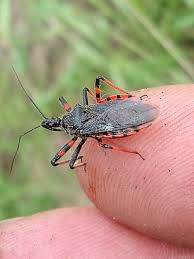 Attēlu rezultāti vaicājumam “Rhynocoris annulatus”