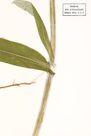 Attēlu rezultāti vaicājumam “Didymium clavus stalked”