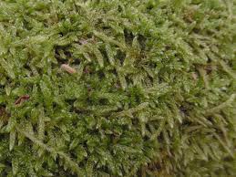 Attēlu rezultāti vaicājumam “Cladopodiella fluitans”