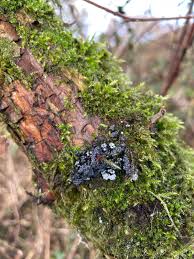 Attēlu rezultāti vaicājumam “Craterium minutum cf. var. brunneum spores”