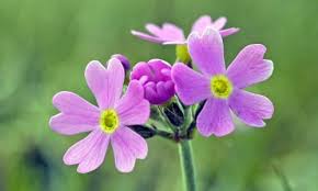 Attēlu rezultāti vaicājumam “Primula farinosa flower”