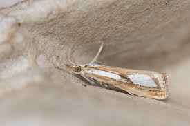 Attēlu rezultāti vaicājumam “Catoptria permutatellus”