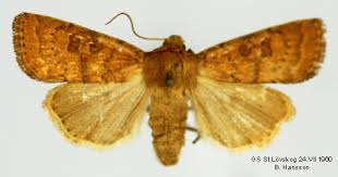 Attēlu rezultāti vaicājumam “Hoplodrina octogenaria”