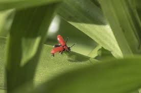 Attēlu rezultāti vaicājumam “Lilioceris lilii”