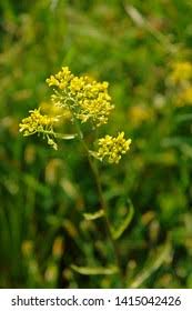 Attēlu rezultāti vaicājumam “Rorippa amphibia leaf”